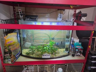 Fish and accessories