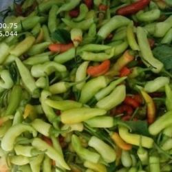 Super hot chili plant