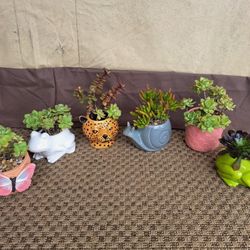 Succulent Arrangement Decor  - See Description For Pricing