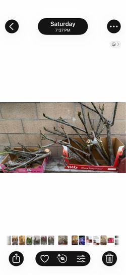Sale ! Plumerias by the  Boxes !! 2 boxes ! Both colors