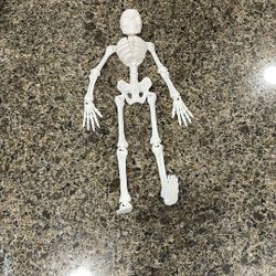 3d Printed Skeleton 