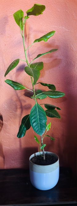 Ficus Audrey 4 feet with pot