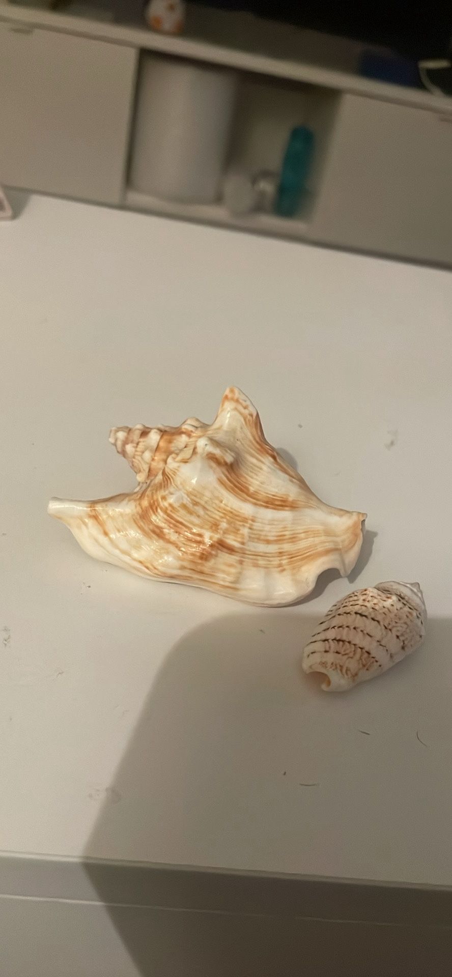Real Seashells Decoration