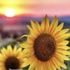 Jirasol 🌻