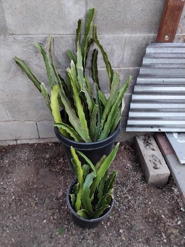 Dragon Fruit Cuttings