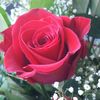 Rose9