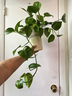 Golden Pothos 