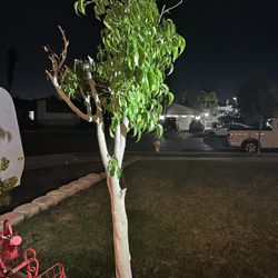 Ficus Tree
