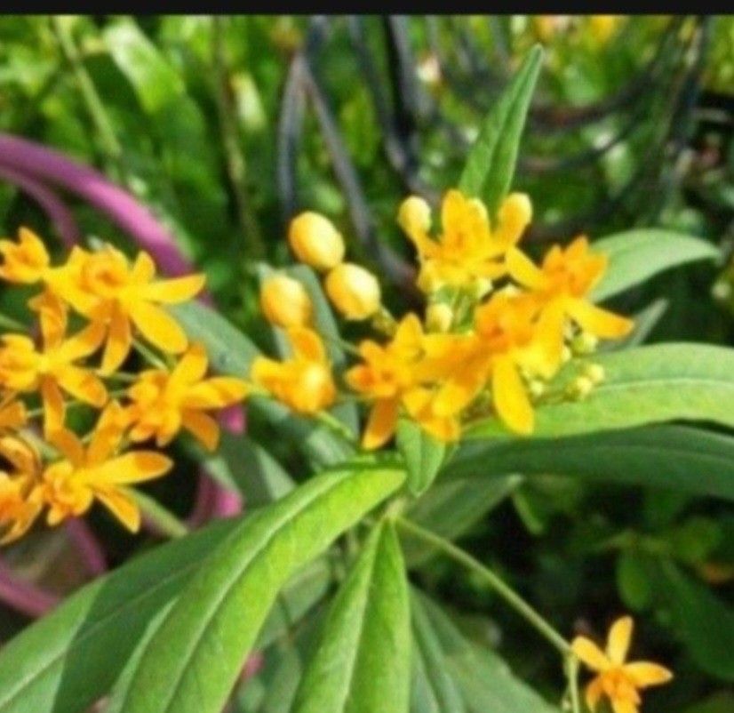 Native Milkweed For Butterflies