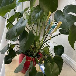 3 Feet Tall Plant