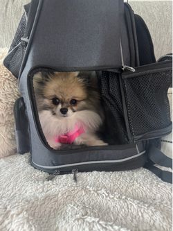 Dog or cat backpack $30 OBO