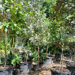 Silver Buttonwood Trees 25gl 10-12ft 🌳 $175
