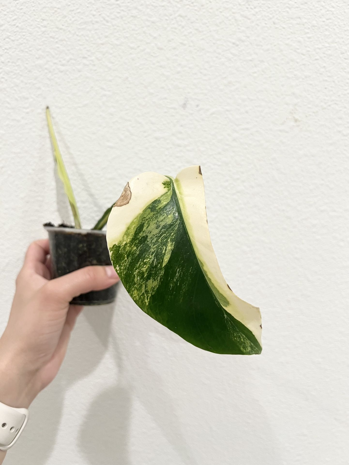 Monstera Aurea