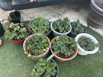 Organic Strawberries Plant