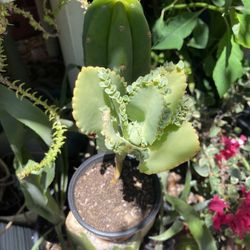 Kalanchoe Daigremontiana MEXICAN HAT plant RARE succulent exotic cactus 