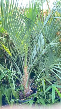 Bluest pindo palm