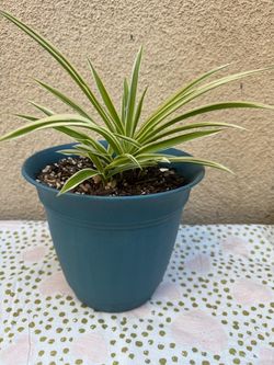 Spider Plant