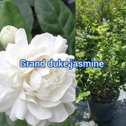 Grand Duke Jasmine Plant In 3gal 