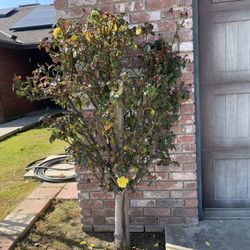 2 - Pretty Good Size Rose Bushes 