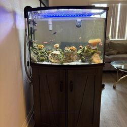 Fish Tank 