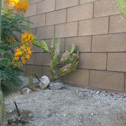Cactus Orange Flowers