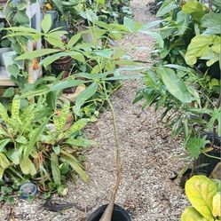 Supersized Money Tree Potted Plant