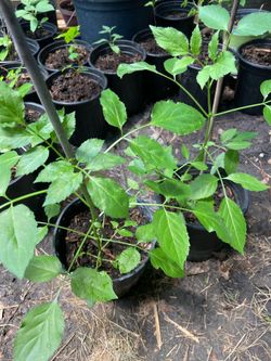Elderberry Plants