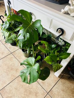 Plant for sale 10 each