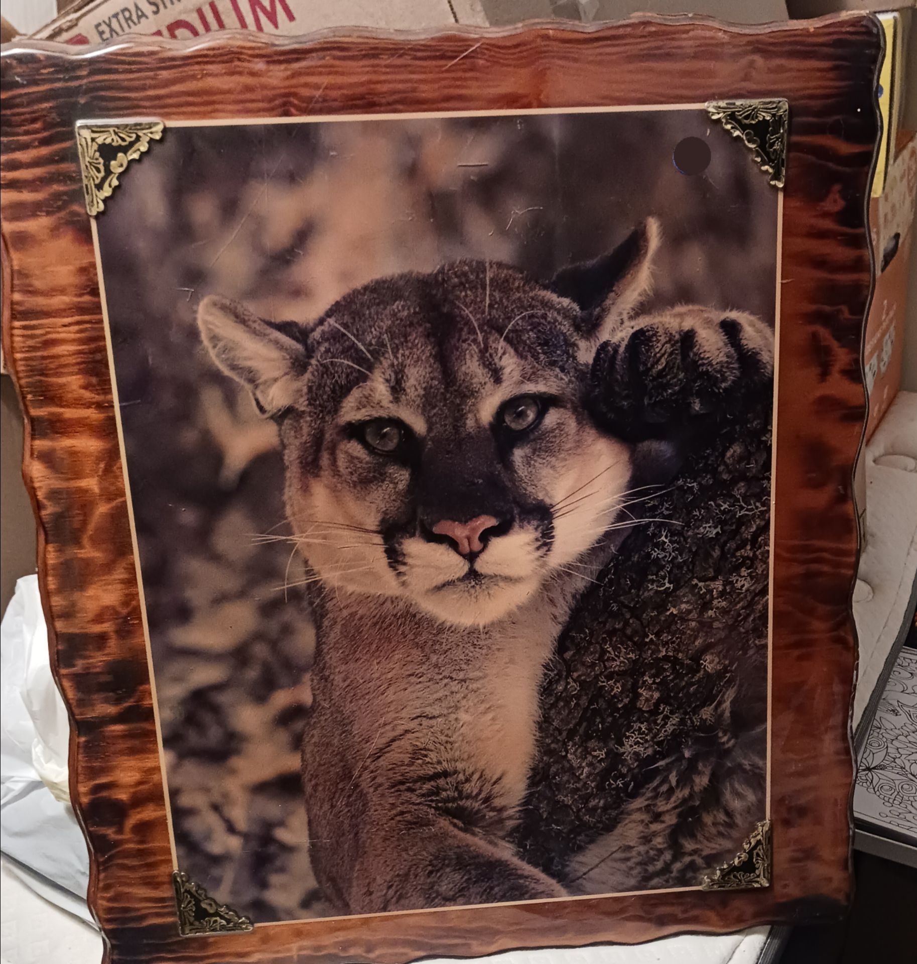 Rustic mountain lion/cougar wall decor. Beautiful wooden frame