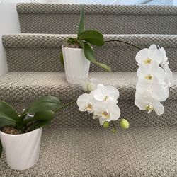 Beautiful white orchid plants in pots