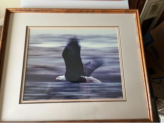 Pictures of eagles in their natural habitat.