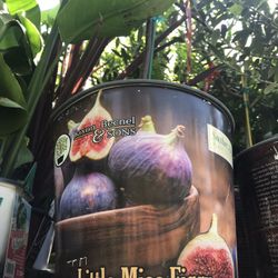 Little Figgy  Fig Dwarf Species Plants Trees 2 Pack