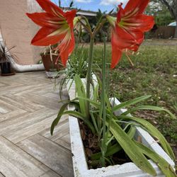 BLOOMING LILIES FOR SALE IN PLASTIC POT (LARGO)