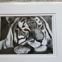 Realistic  Graphite Pencil Drawings, Tiger, Printed And Matted, Size 8x10 
