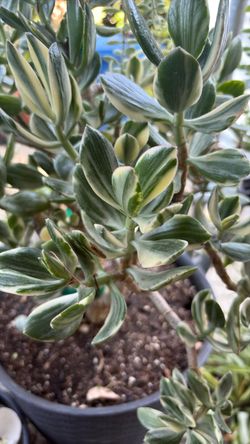 Planta de jade