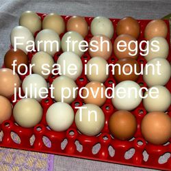 Farm Fresh Eggs For Sale Mt.juliet Providence 