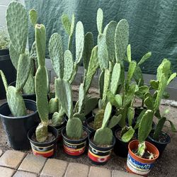 Cactus Plans $20 Esch 