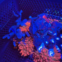 Fake aquarium decorations