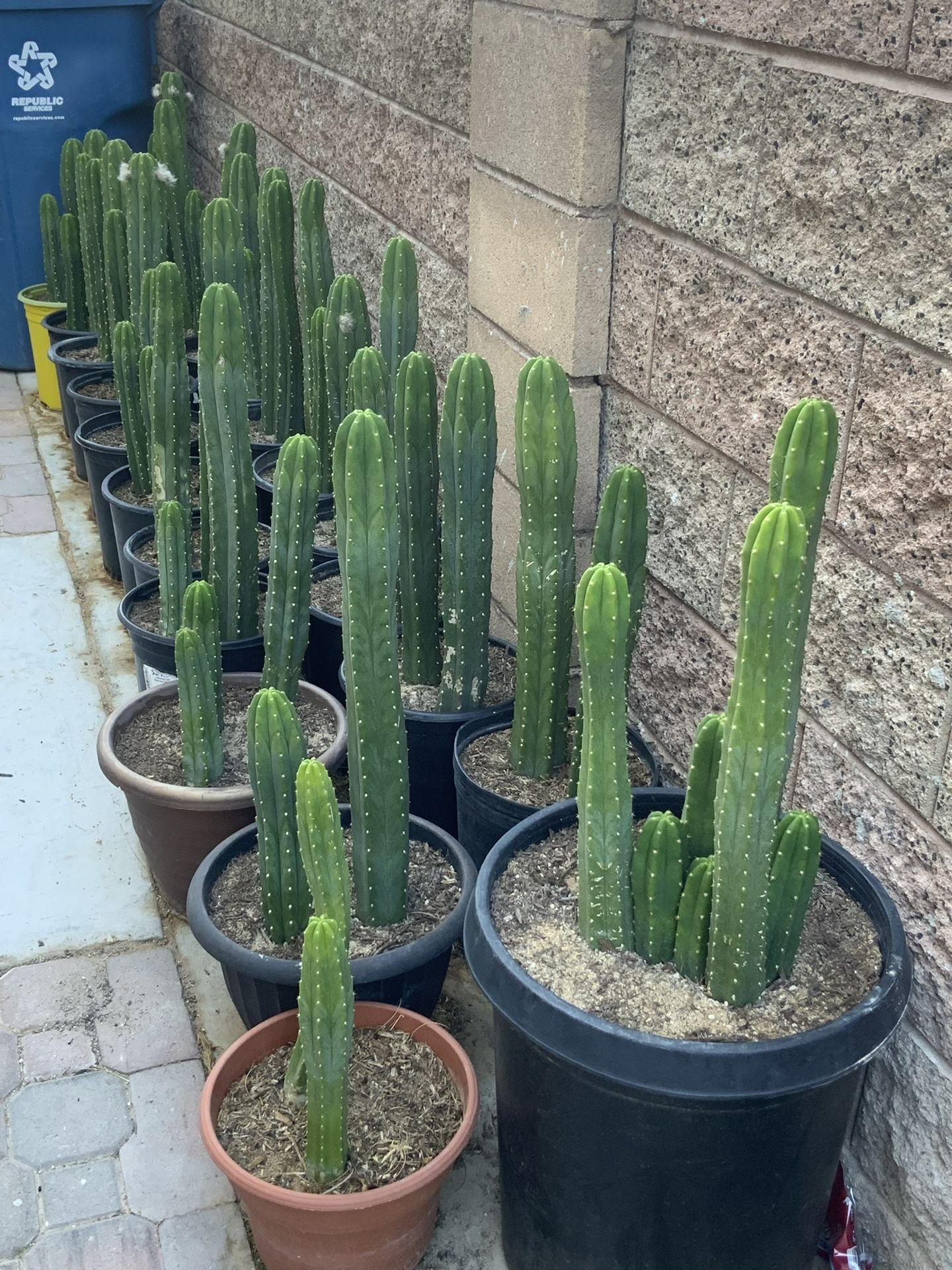 Cactus For Sale