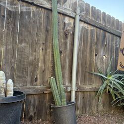 San Pedro Cactus 🌵 Large Happy Healthy Well Rooted In Pot Cactus Desert Plant Dry Drought Tolerant