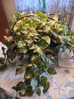 Huge Faux Pothos Plant