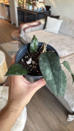 Hoya caudata