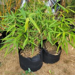 Bamboo Plant - Arrow Bamboo