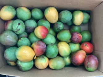 Mangoes Kent( common brand ) AND / OR Lime mangoes 15/$10 CASH