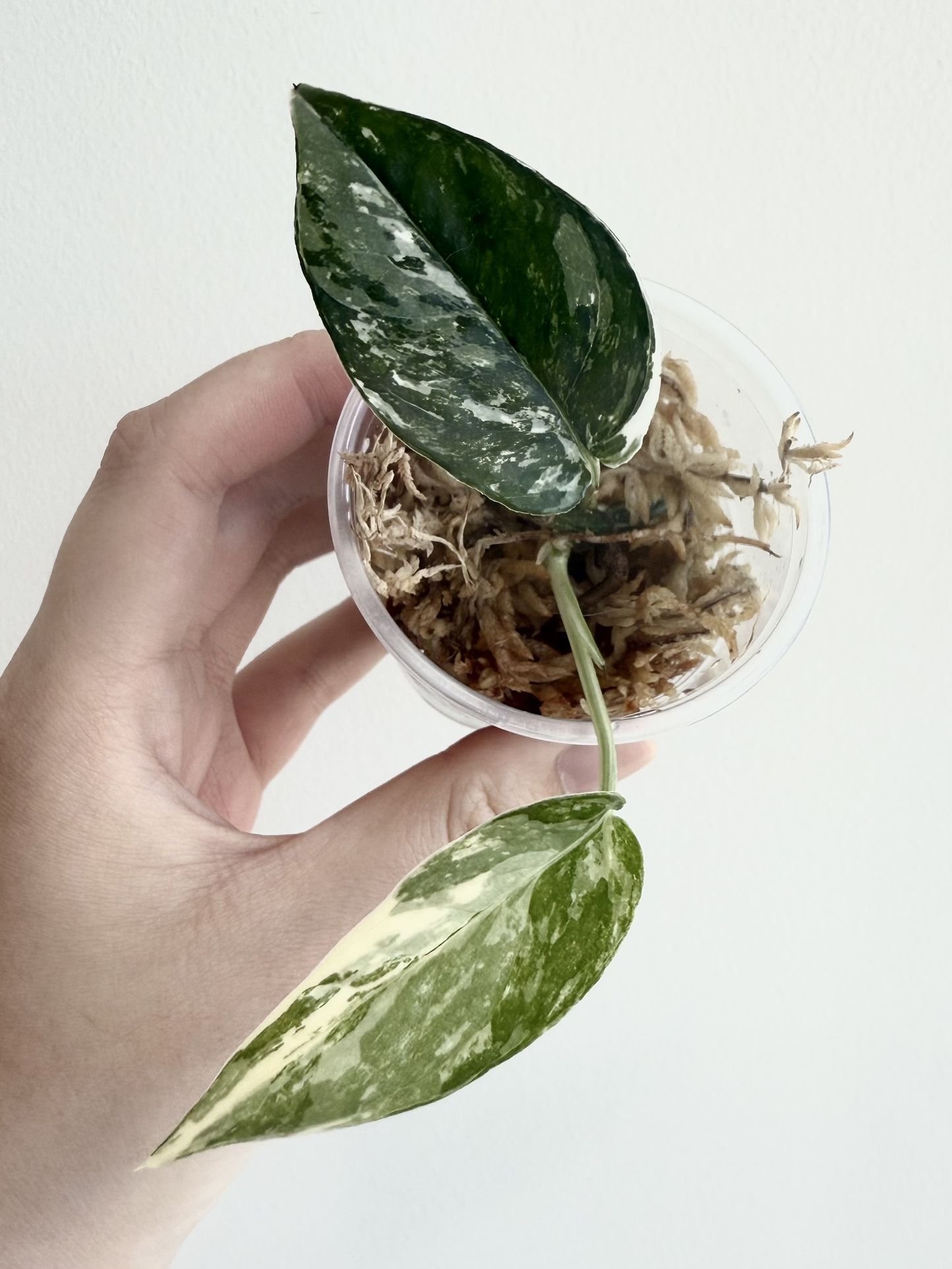 Epipremnum Pinnatum Albo