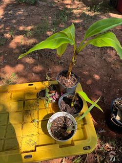 plants