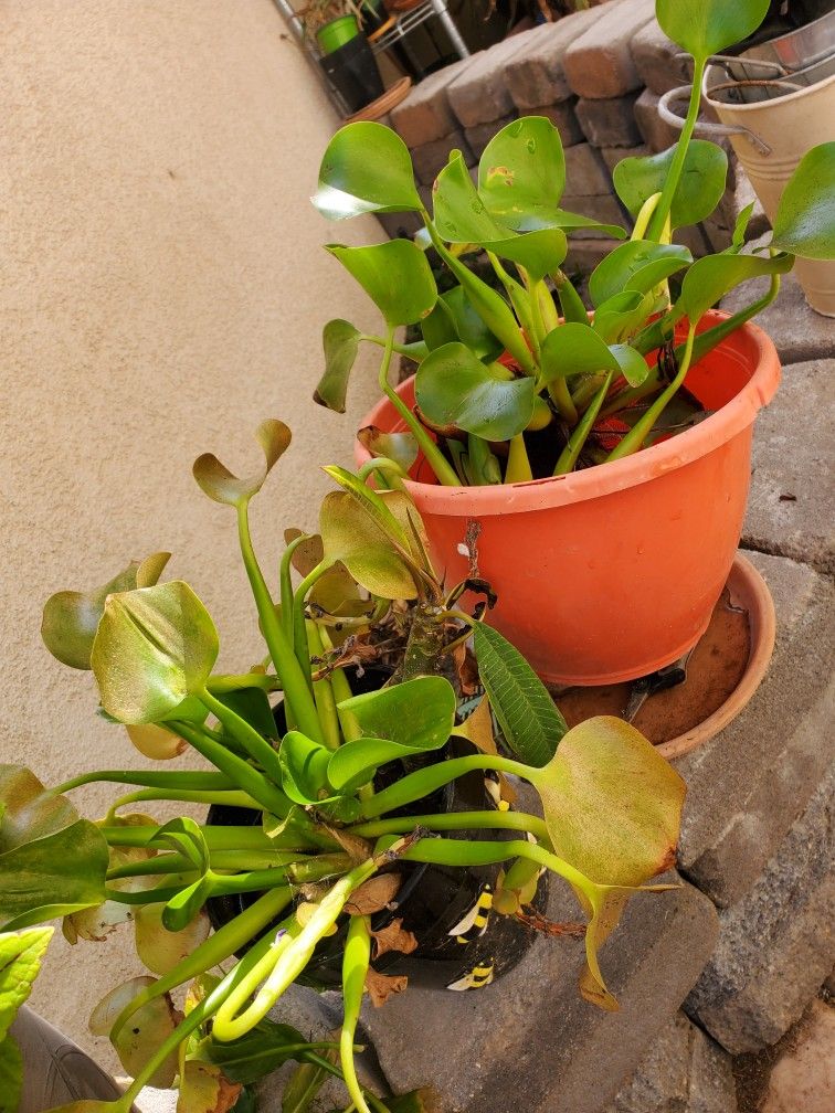 Free Purple Water Hyacinth 