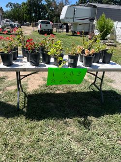 Plantas,arbustos,arbolitos