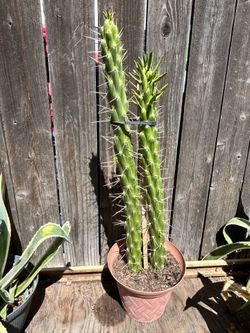 Cactus plant
