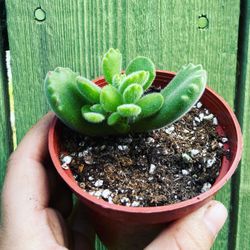 Bear Paw Succulent